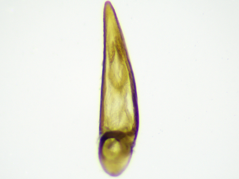 Bradycellus harpalinus